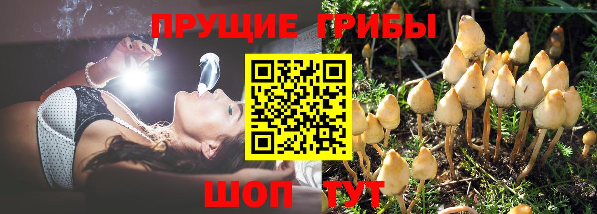 Назарово  Псилоцибиновые грибы Cubensis  Вход с VPN  Псилоцибиновые грибы MAGIC MUSHROOMS 